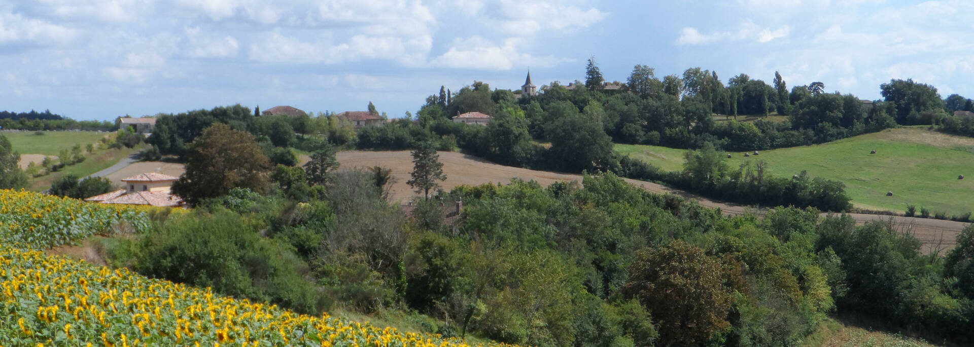 Champs autour de Pellefigue, Savès