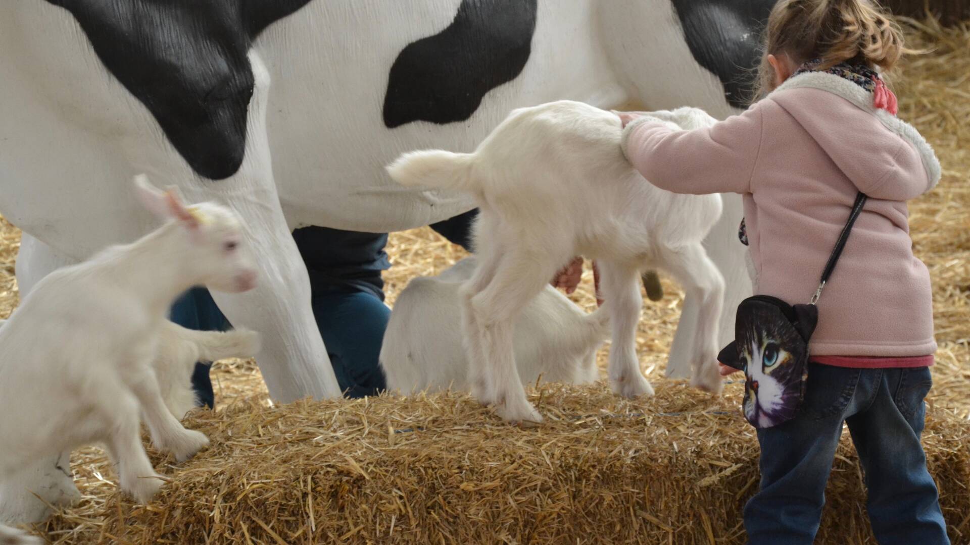 Foire Agricole, Samatan, Savès, Gers, Gascogne, France
