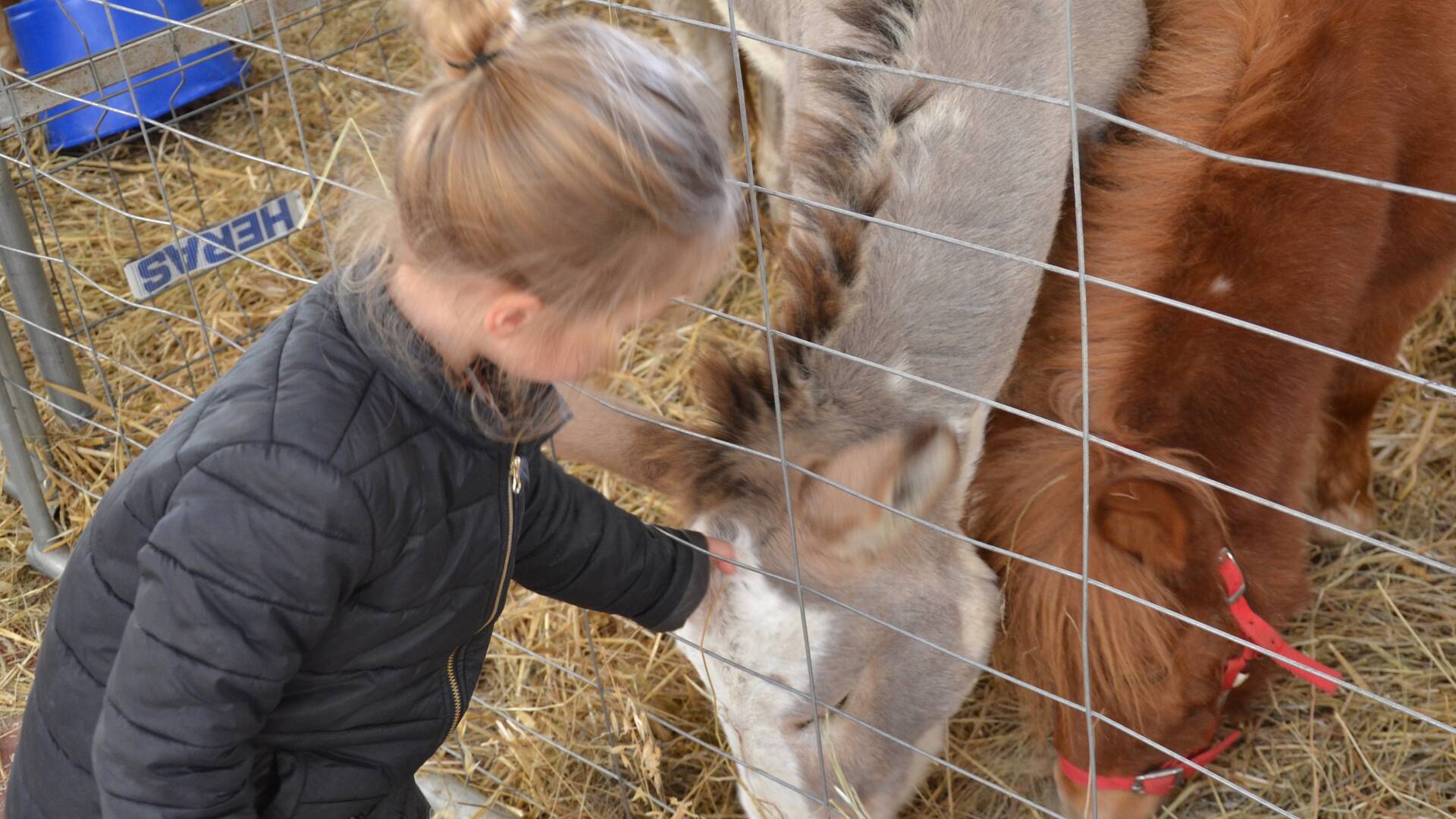 Foire Agricole, Samatan, Lombez, Savès, Gers, Gascogne, France