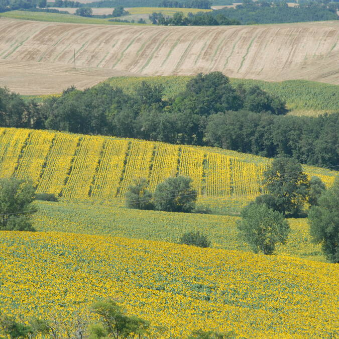 Tournesols, Samatan, Savès
