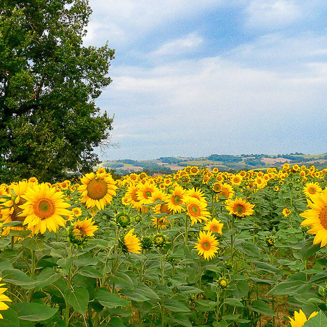 Tournesols, Samatan, Savès