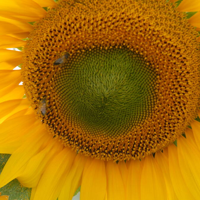 Tournesol, Samatan, Savès