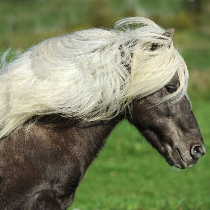 Cheval, Savès.