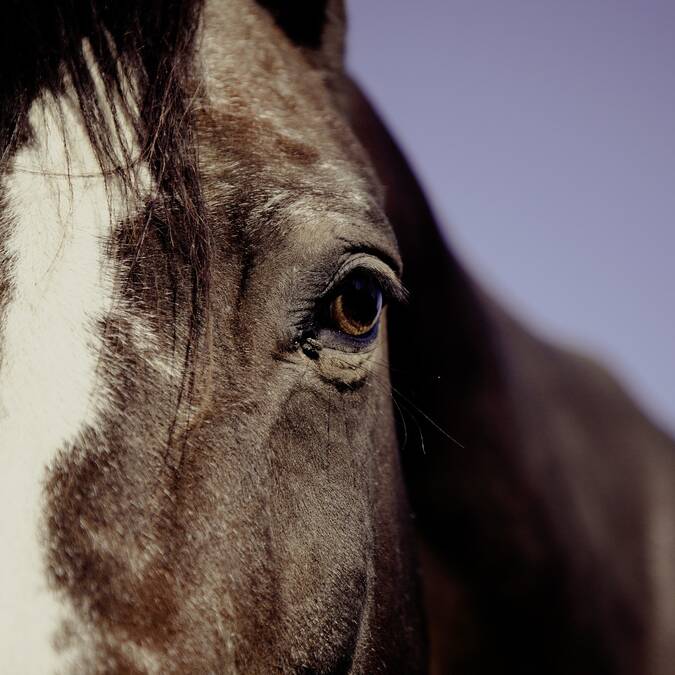 Cheval