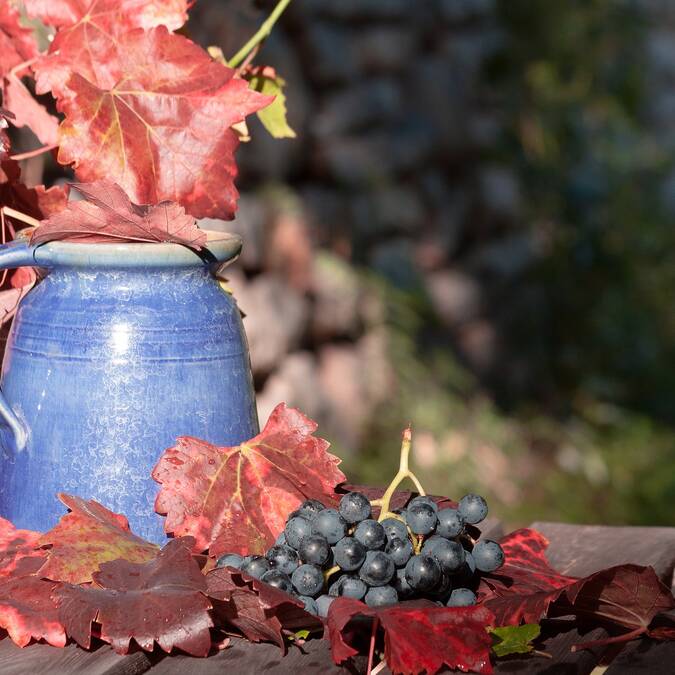 Vin nouveau